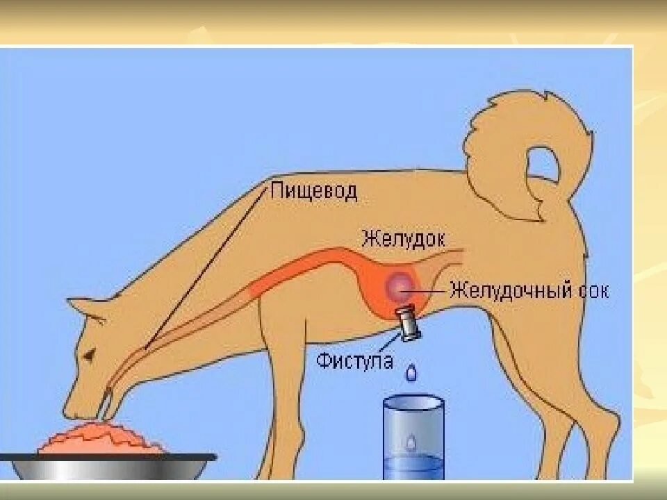 Павлов условный рефлекс собаки. Теория условных рефлексов и.п Павлова. Теория условных рефлексов. Фистула выработка условных рефлексов.