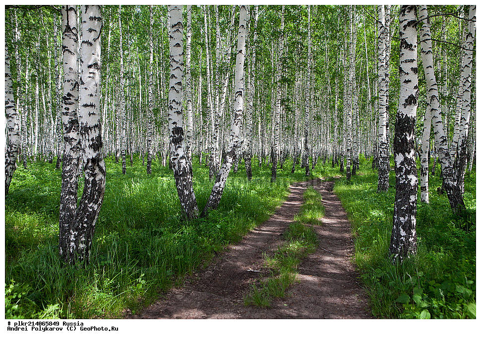 Березовая роща рязань. Березовая роща омск. Березовая роща алтай. Березовый лес курск. Край березовый край есенина.