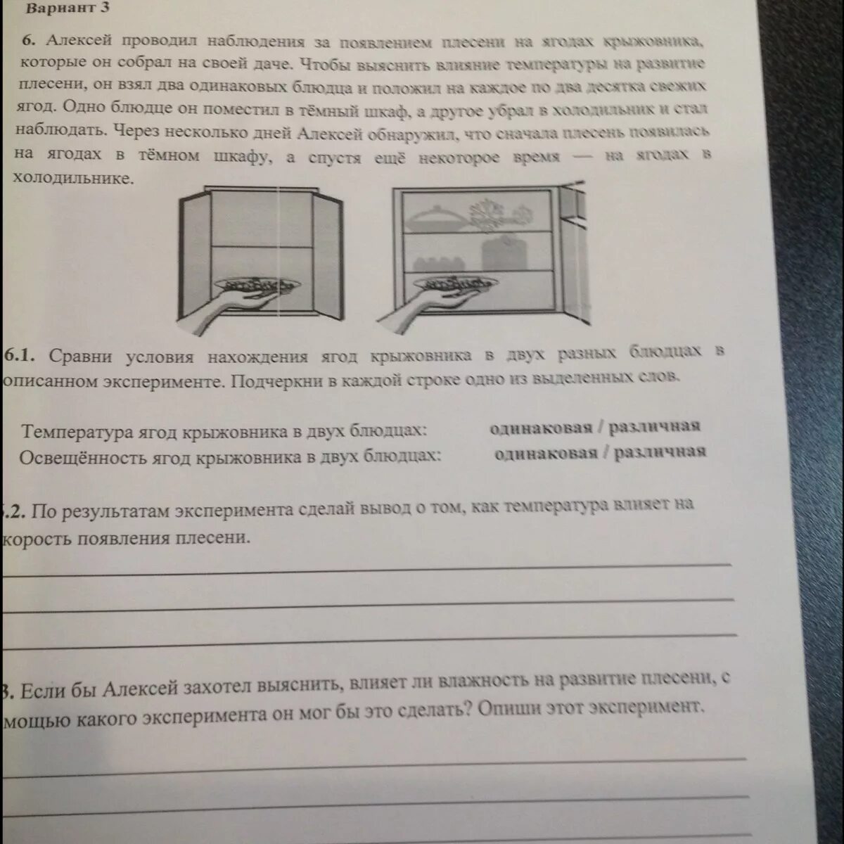 Образование плесени на ягодах крыжовника. Опыт как освещенность влияет на развитие плесени. Маша решила сравнить скорость прохождения воды через