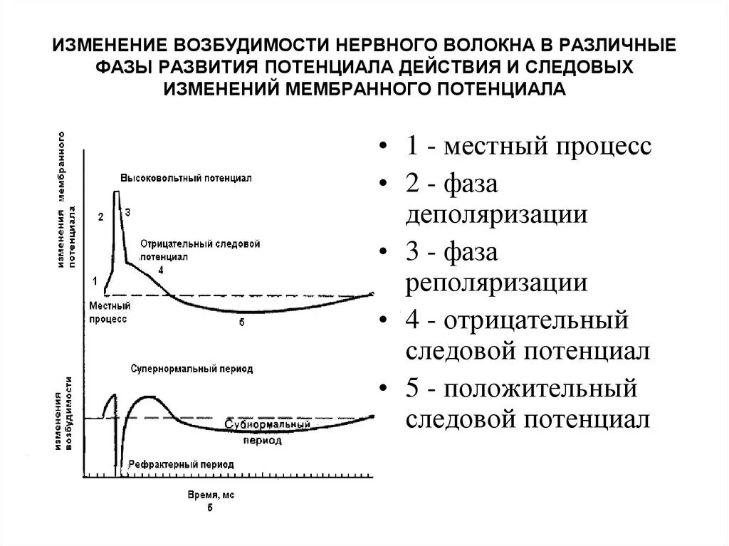 Отличается повышенной возбудимостью. Фазы изменения потенциала действия и возбудимости. Фазы изменения возбудимости мембраны. График потенциала действия нервного волокна. Изменение возбудимости в различные фазы потенциала действия.