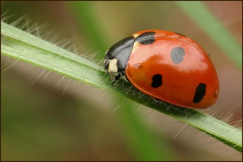 Семиточечная божья коровка. Коровка Семиточечная отряд. Coccinella septempunctata (коровка Семиточечная). Божья коровка отряда жесткокрылых.