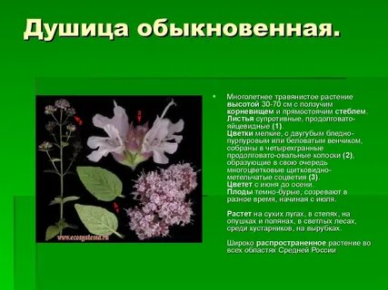 Высота травянистых растений