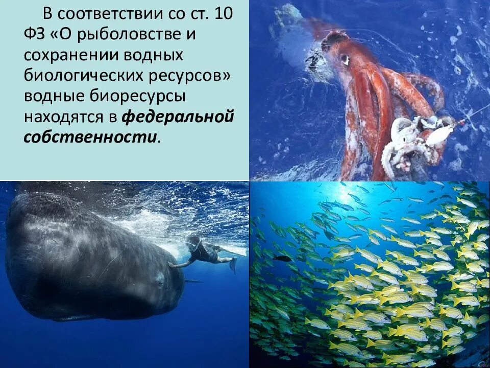 Сохранение природных биологических ресурсов. Сохранение природных биологических ресурсов