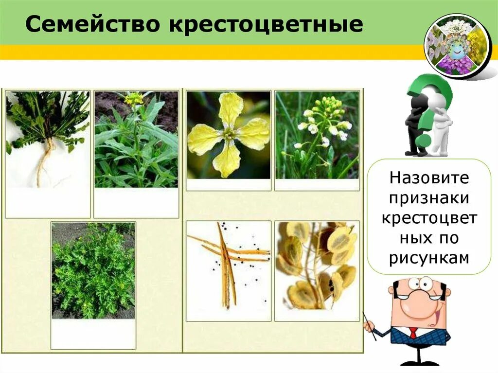 Класс крестоцветных 6 класс. Подорожник семейство крестоцветные. вегетативные органы крестоцветных. семейство крестоцветные вегетативные органы. задания по теме крестоцветные.