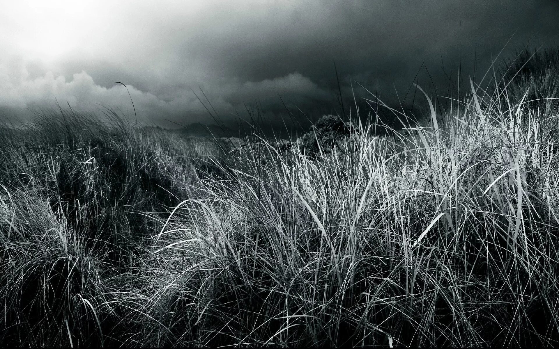 Черная трава текст. Темная трава. Серый цвет в природе. Серая трава. Серая природа.