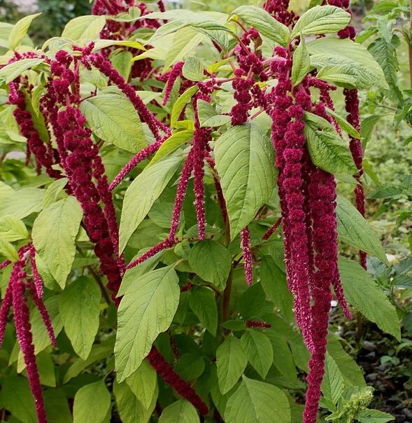 CalPhotos: Amaranthus retroflexus