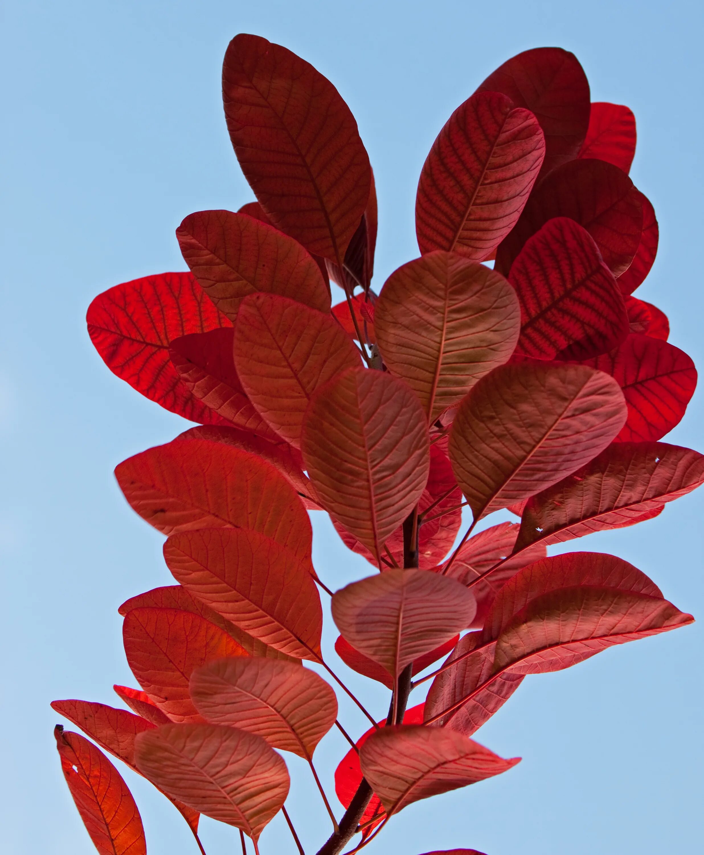 Дерево с красными листьями название. Скумпия Флейм. Скумпия Кожевенная. Скумпия с красными листьями. Скумпия бордовая.