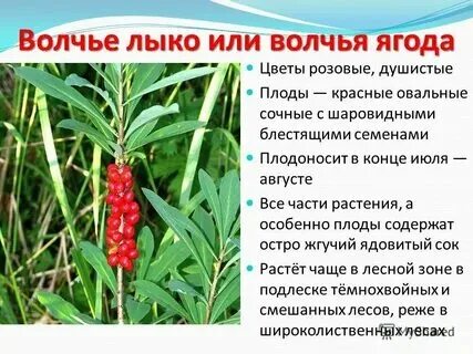 Волчья ягода книга фэнтези. Страшилки волчьи ягоды книга. Читать волчья ягода началова. Ежегодник ягода. Читать волчья ягода началова.
