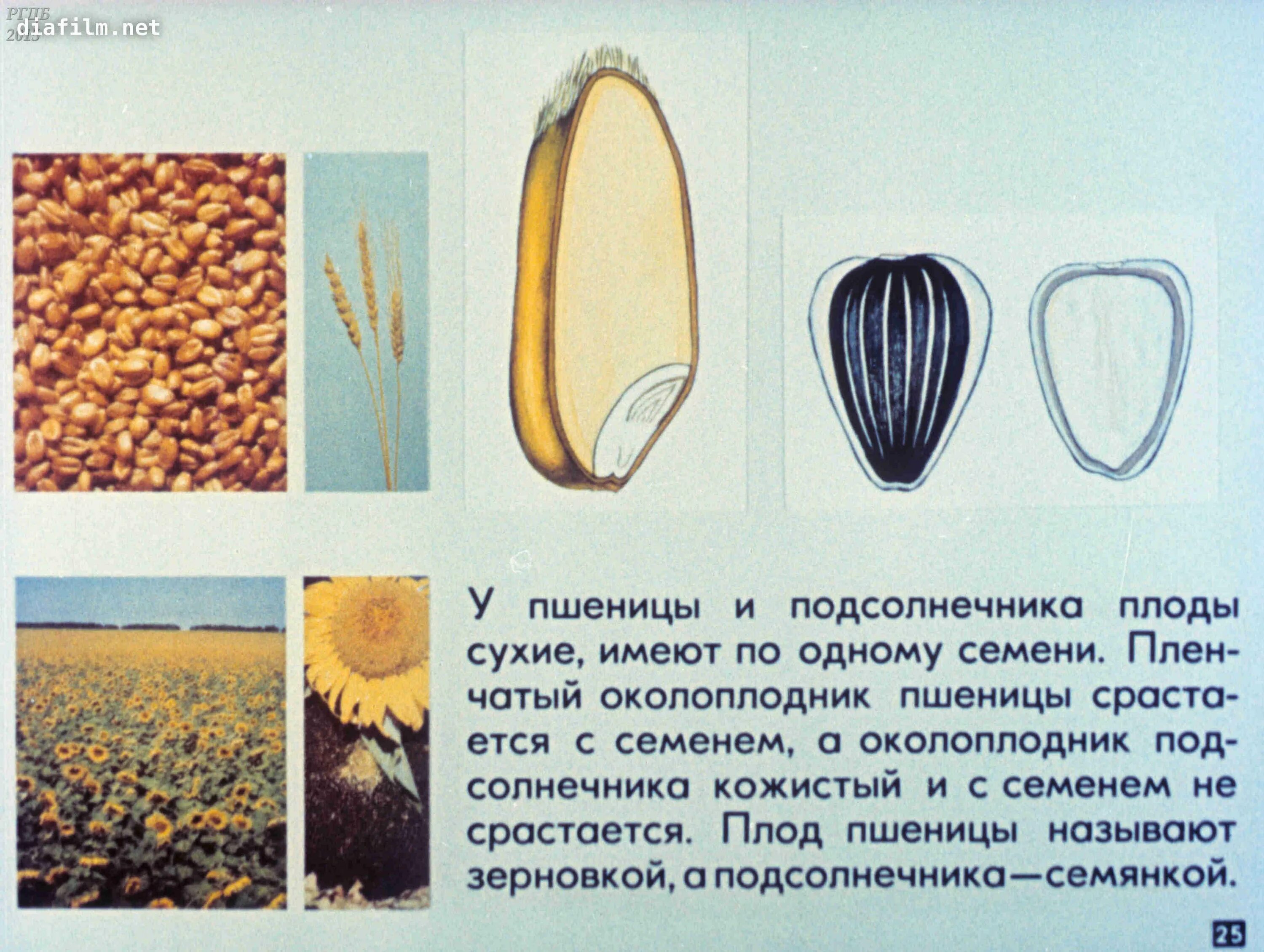 Отличие зерновки от семянки. Сухой многосемянной плод семянка. Односемянные цветы. Сухие плоды семянка. Плоды зерновка и боб.