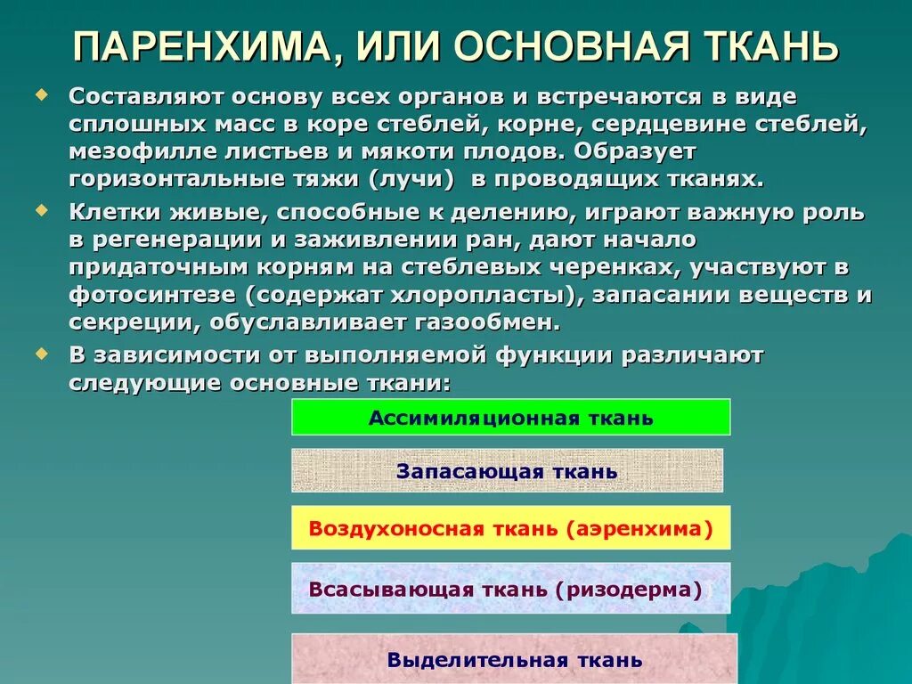 Что составляет основу человека. Паренхима. Основная паренхима функции. Основные паренхимные ткани. Основные ткани паренхимы.