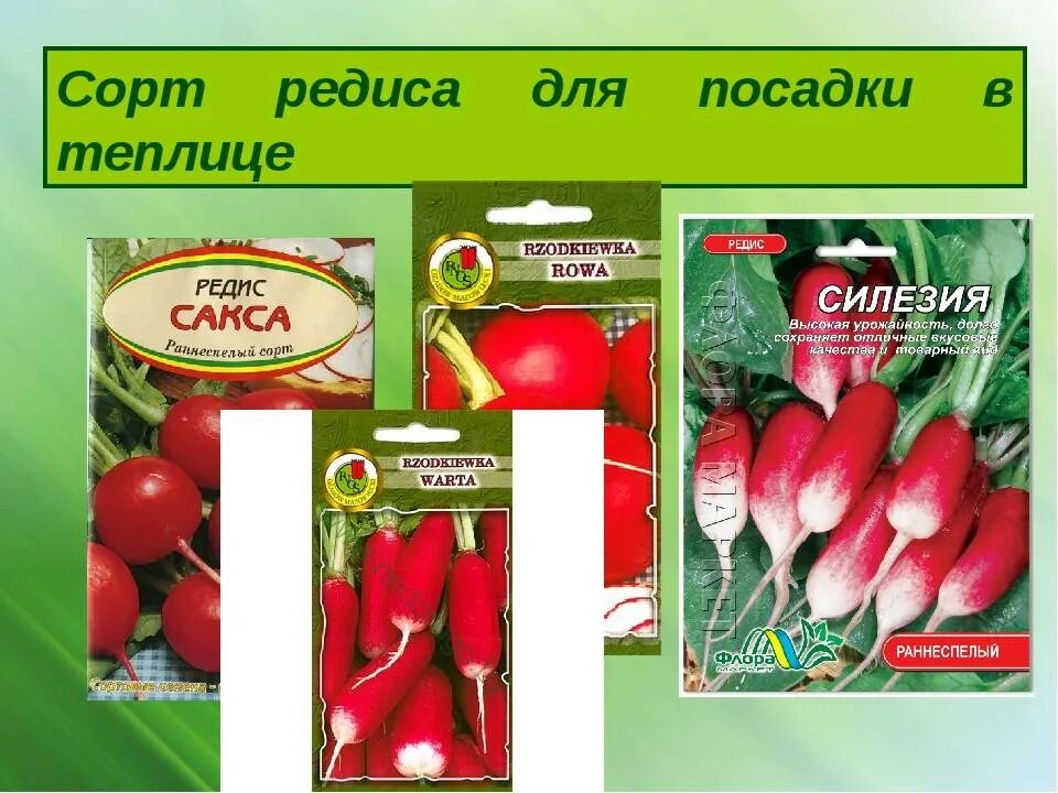 Какой редис посадить в теплице. Редис для теплицы лучшие сорта. редис тепличный. теплица для редиски. редис семена лучшие сорта.