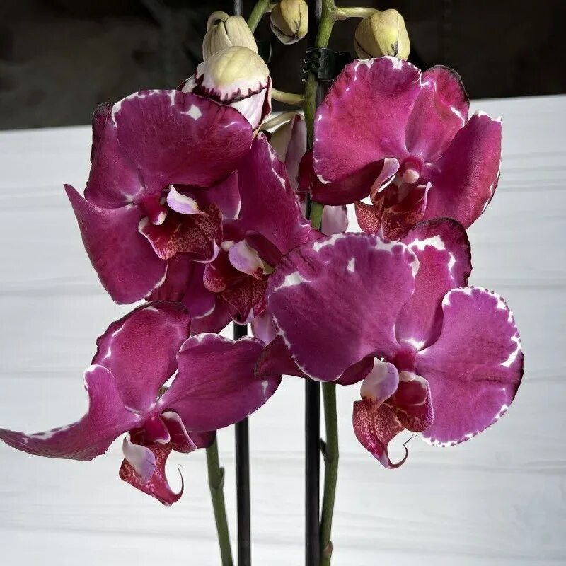 Орхидея cattleya green emerald. Green emerald''orchid queen''. Green emerald''orchid queen''. Green emerald''orchid queen''. Орхид квин.