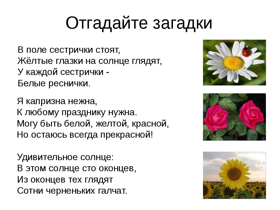 Загадки про цветы для детей. Загадки про цветы для детей с ответами. Загадки про цветы для дошкольников. Цвета в загадках. Про цветы для детей 5 лет