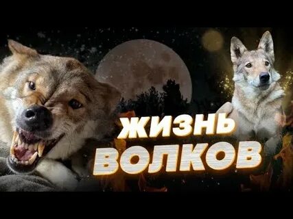 Жизнь волка видео