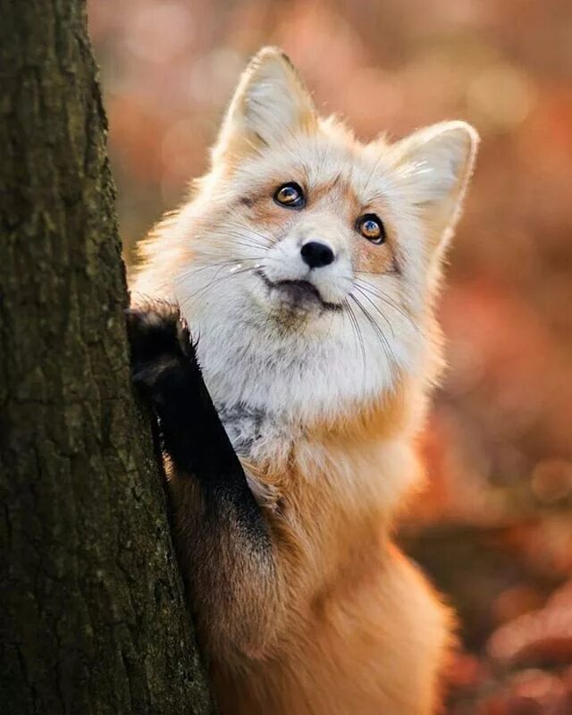 Лиса. Фото лисы. Красивая Лисичка. Рыжая лиса. Fox look