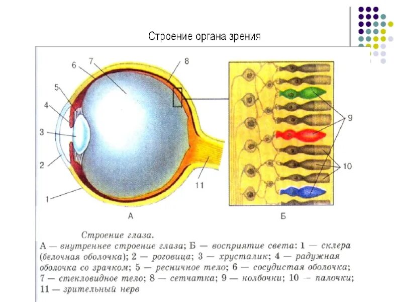 Восприятие глаза человека