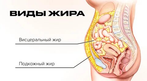 Почему жир желтого цвета