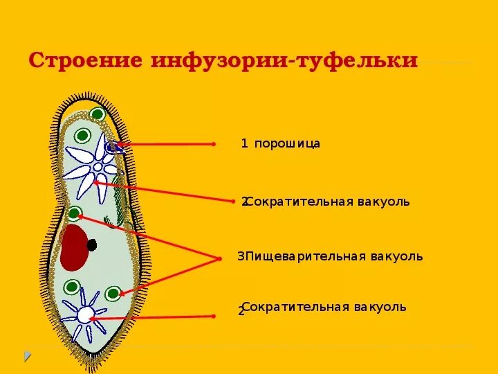 Какие вакуоли у инфузории туфельки. Вакуоли у инфузории туфельки функции. Сократительная вакуоль инфузории туфельки. Функция сократительной вакуоли у инфузории. Форма тела инфузории туфельки.