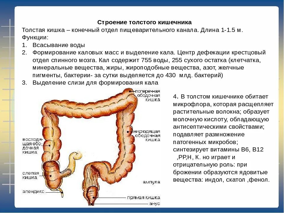 При дефекации кишка. Толстый кишечник строение анатомия. Толстая кишка анатомия строение. Строение и функции желудка тонкого и Толстого кишечника таблица. Восходящая ободочная кишка.