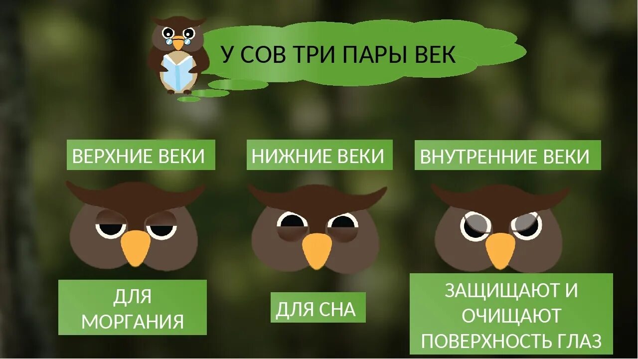 Как называется приложение где сова. Интересные факты о совах. Сова интересные факты для детей. Необычные факты о совах. Интересные Совы.