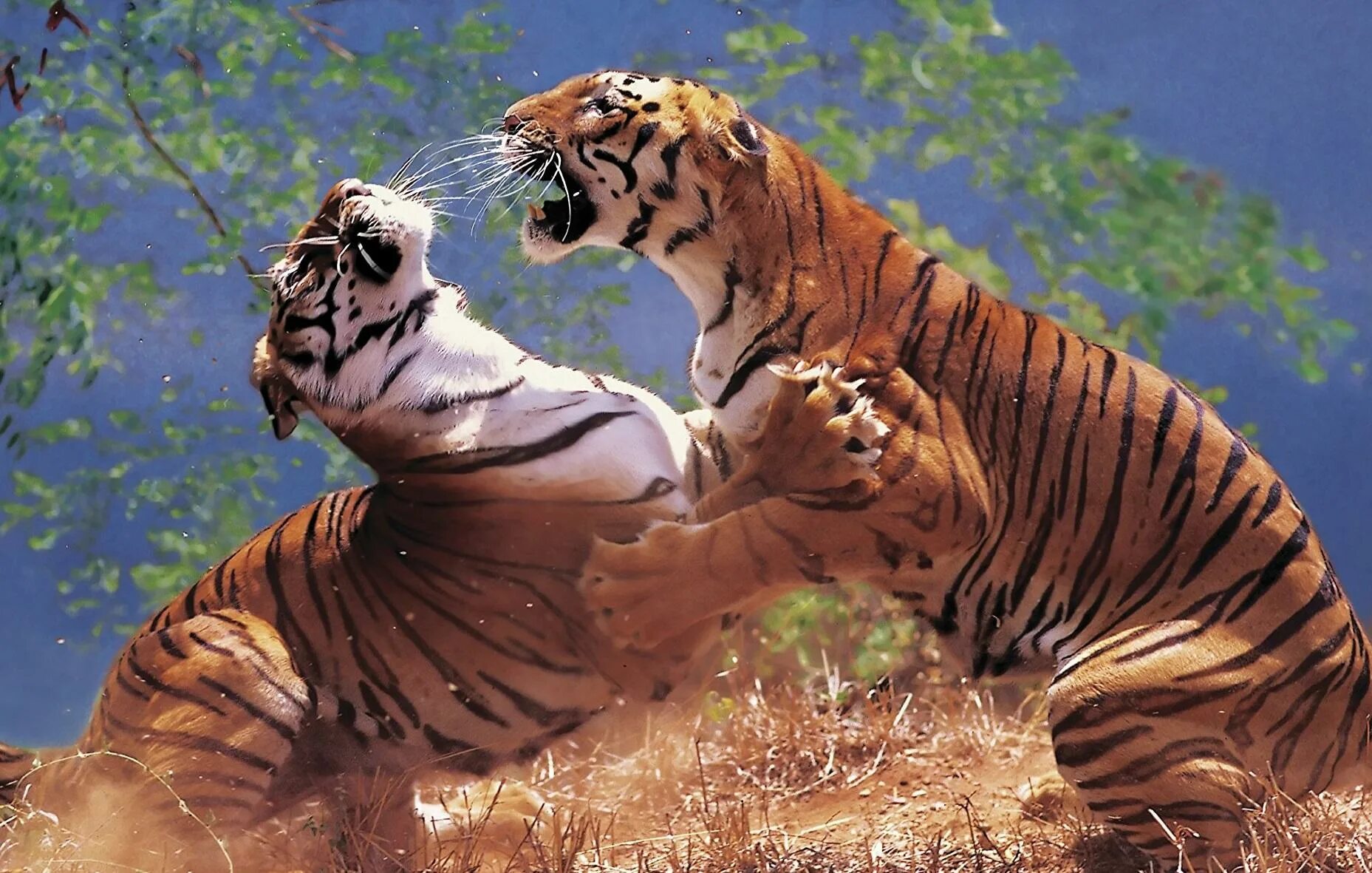 Животные и развлечения. Тигры дерутся. Тигр атакует. Тигр драка.