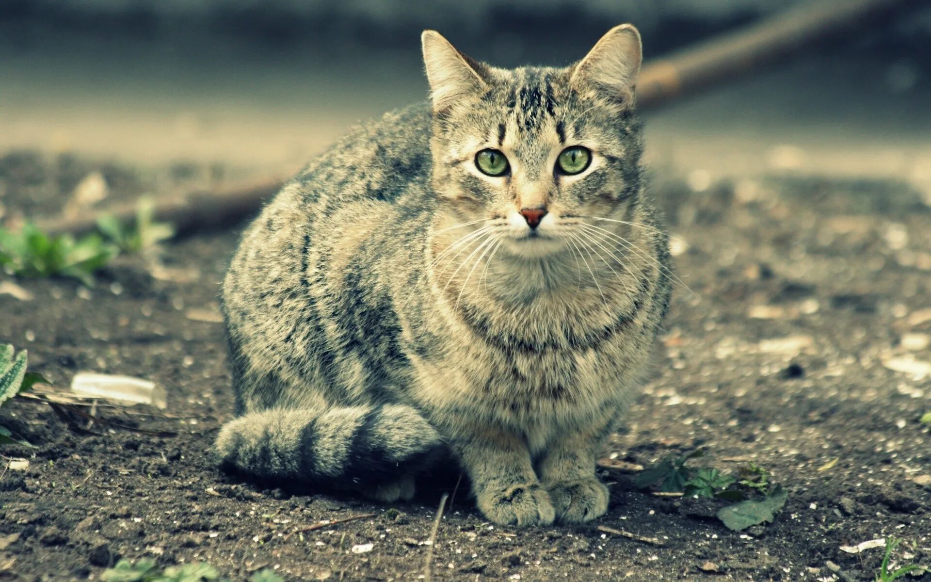 Европейская Лесная короткошерстная кошка. Felis Silvestris catus. Красивые кошки. Обои кошки. Картинка cat net