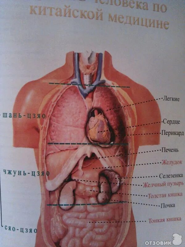 Печень почки легкие селезенка. Внутренние органы человека. Расположение внутренних органов человека. Размещение внутренних органов человека. Расположение внутренних органов у человека в картинках.