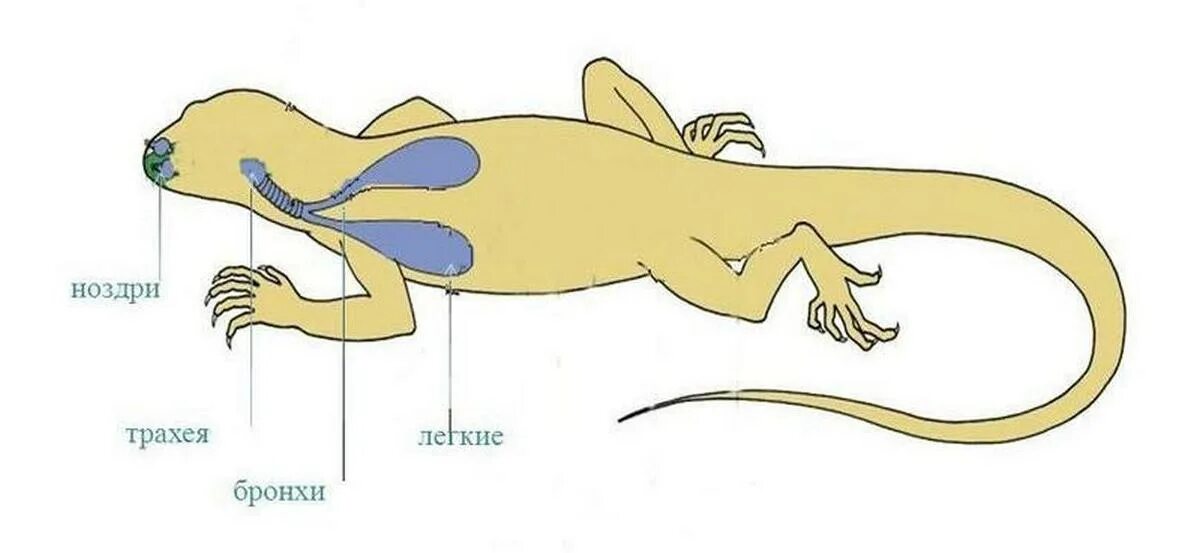 Пищ система ящерицы. Строение дыхательной системы пресмыкающихся. Дыхательная система рептилий. Строение дыхательной системы пресмыкающеик. Строение дыхательной системы рептилий.