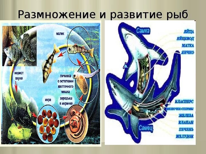 Размножение рыб. Органы размножения рыб. Внутреннее размножение рыб. Половое размножение рыб.