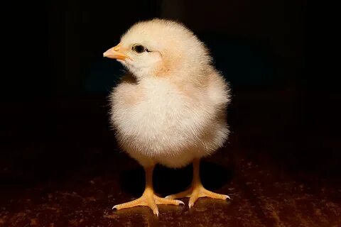 Chick