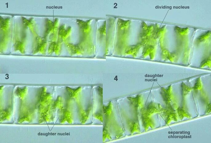 Spirogyra porticalis. Спирогира водоросль размножение. Фрагментация спирогиры. Спирогира хлоропласт.