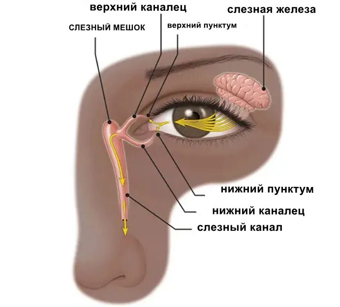 Слезный канал открывается. Анатомия глаза слезный мешок. Слезная железа и слезный мешок. Слезная железа lacrimal Gland. Воспаление слезного мешочка.