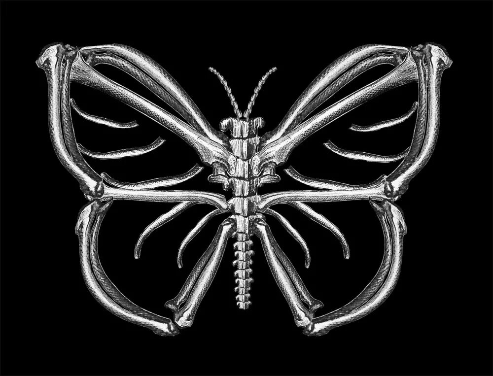 Скелет бабочки