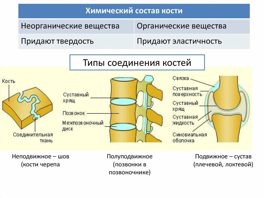 Неподвижные полуподвижные и подвижные соединения костей. Схема соединения костей 8 класс биология. Соединения костей неподвижные полуподвижные подвижные суставы. Типы соединения костей примеры суставов.