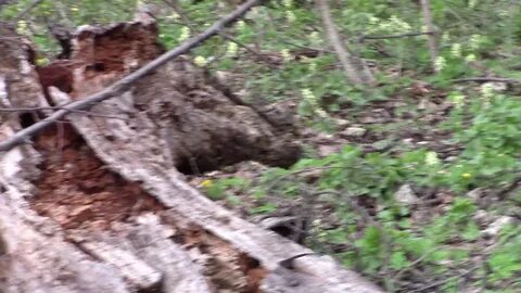 Шипов видео