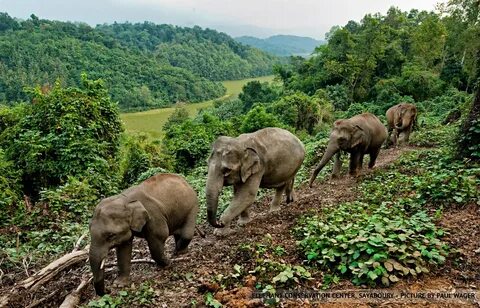 Elephants walking