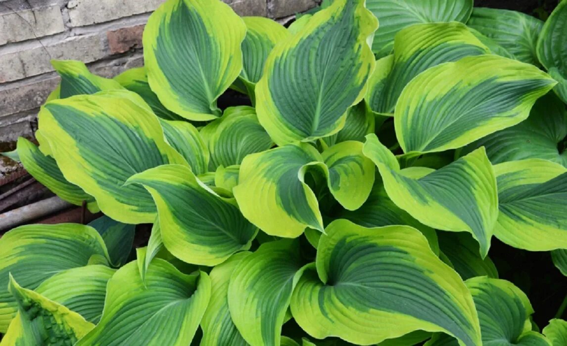 Atlantis - хоста гибридная атлантис. хоста атлантис. хоста атлантис. хоста гибридная 'atlantis'. хоста atlantis (атлантис).