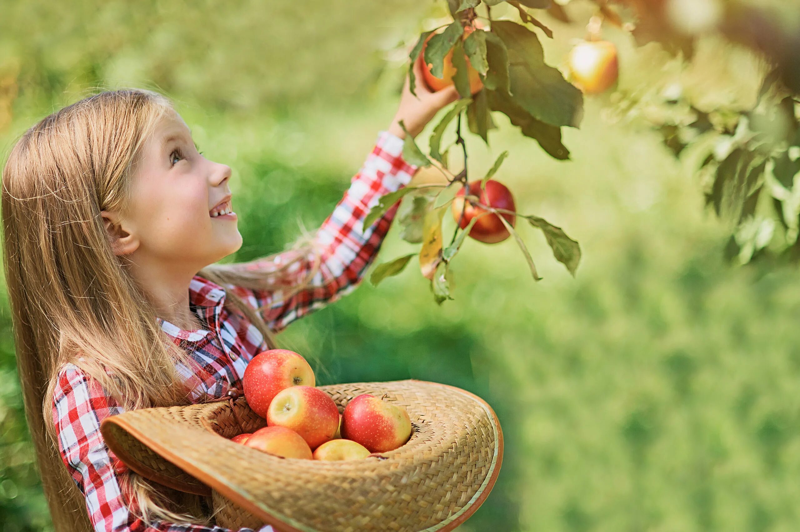 The apple am little. Девочка в саду с яблоками. Дети собирают фрукты. Фотосессия с яблоками в саду. Девочка и яблоня.