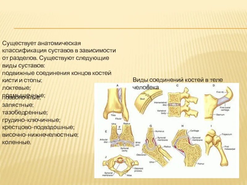 Подвижное соединение какие кости. Анатомическая классификация суставов. Типы соединения суставов. Строение и классификация суставов. Соединение суставов анатомия классификация.