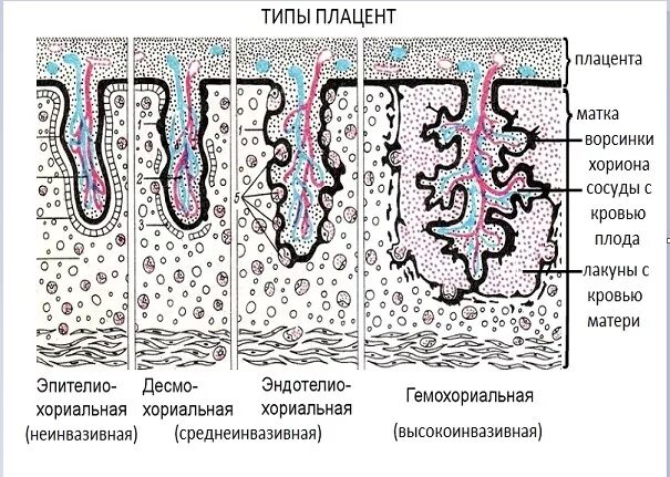 Типы плацент млекопитающих. Строение ворсинки плаценты. строение плаценты хорион. третичные ворсинки хориона. первичные и вторичные ворсинки хориона.