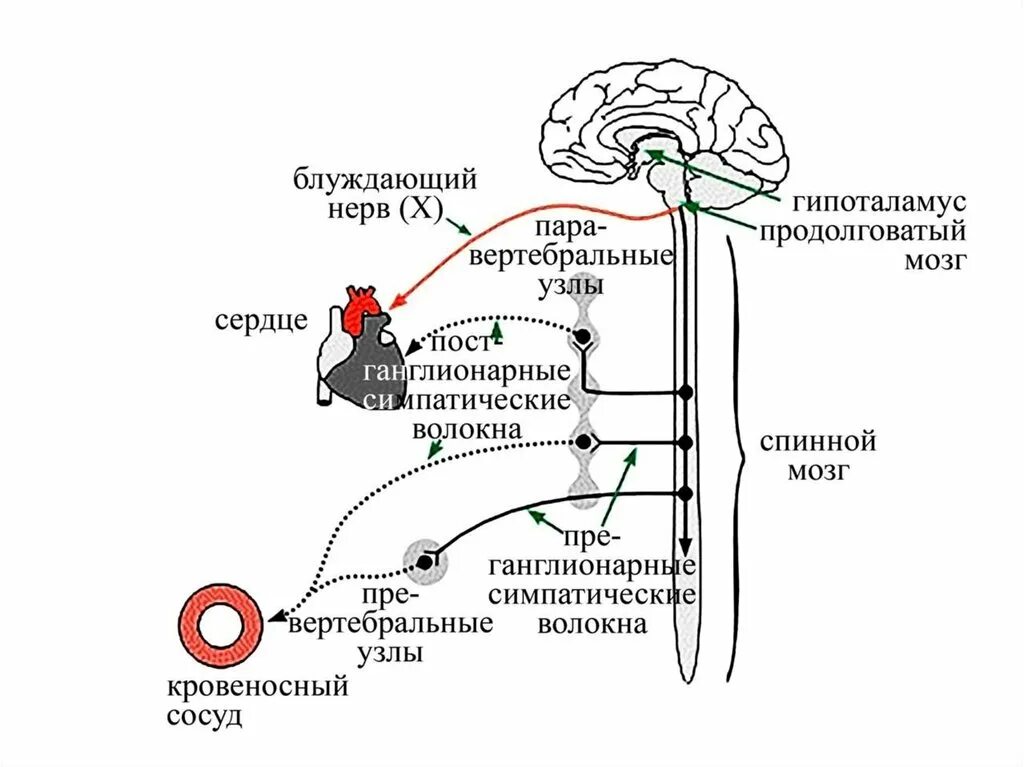 Парасимпатическая иннервация сердца. Схема парасимпатической иннервации сердца. Симпатическая иннервация сердца схема. Схема эфферентной иннервации сердца. Вегетативная иннервация сердца схема.