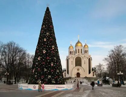 Ели в калининграде