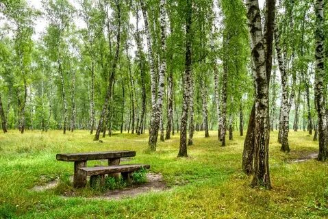 Мероприятия в березовой роще