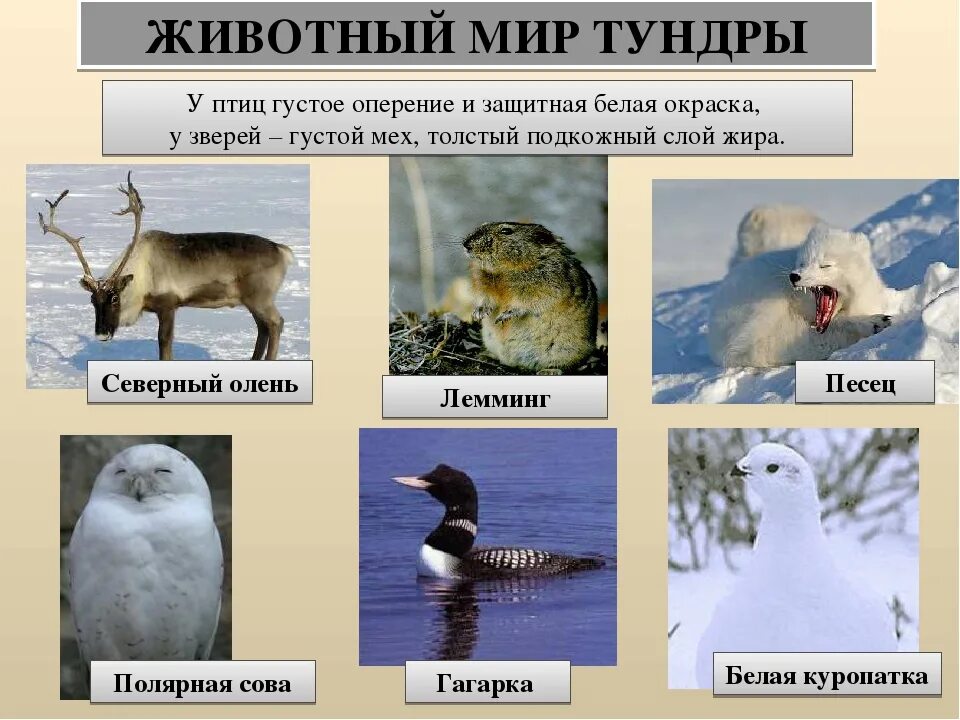 Тундра обитание животных. Животный мир тундры. животные тундры названия. животные и птицы тундры. названия животных тундры.