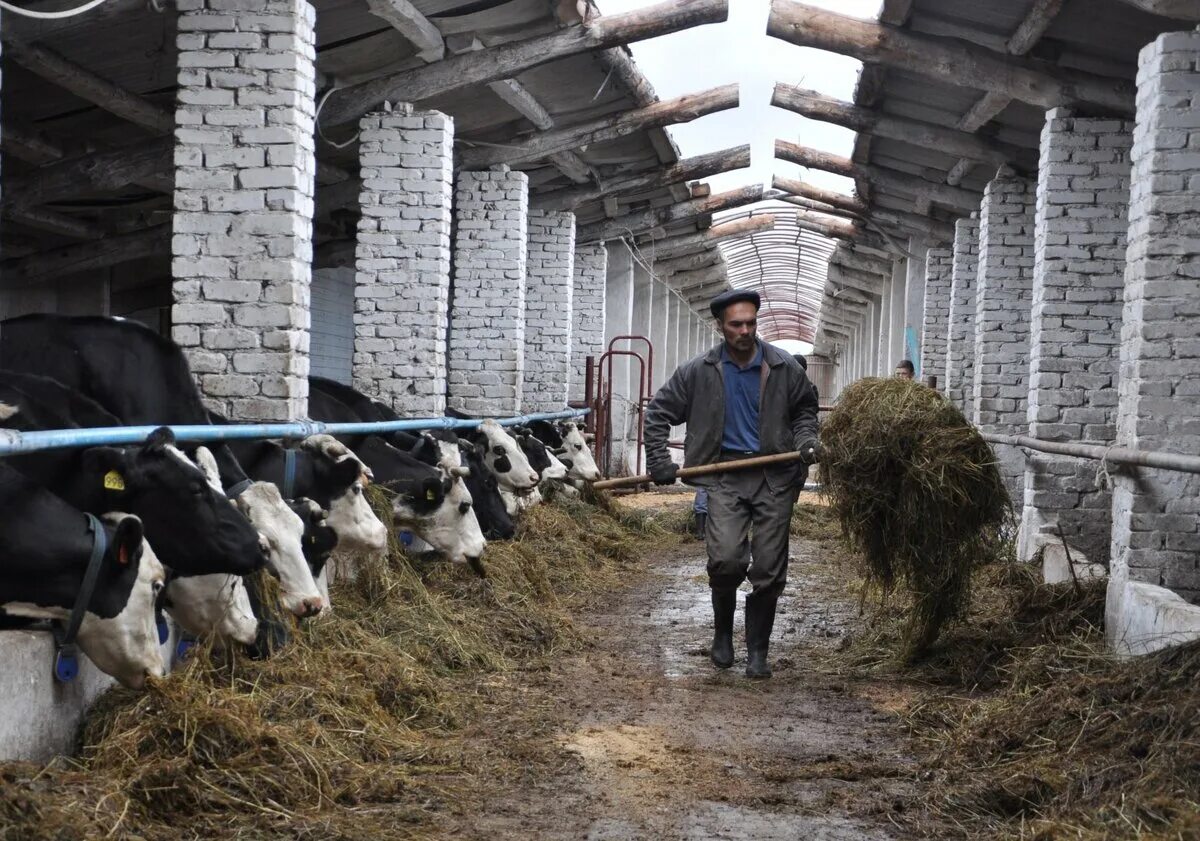 Что такое кфх. Молочно Товарная ферма МТФ В колхозе. Фирма "молочная ферма" Удмуртии. Крестьяно фермерское хозяйство. Сельскохозяйственная ферма.