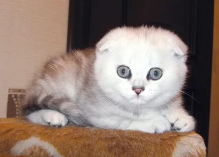 Фолд 6