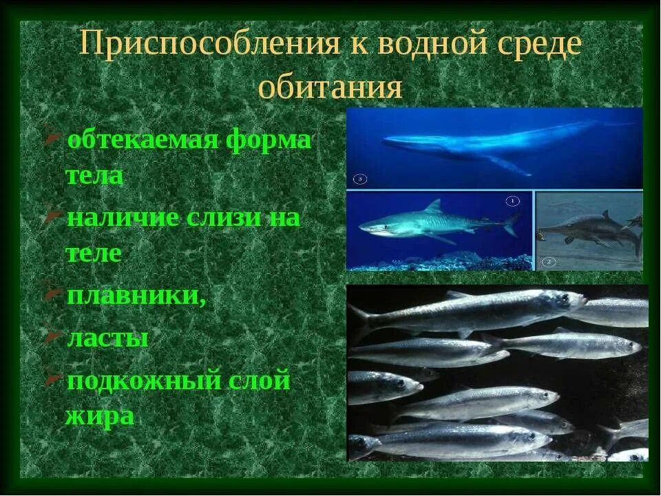 Главной особенностью водной среды обитания является тест. Приспособления к водной среде. Приспособление организмов к водной среде. Приспособление организмов к водной среде обитания. Адаптации рыб к водной среде.