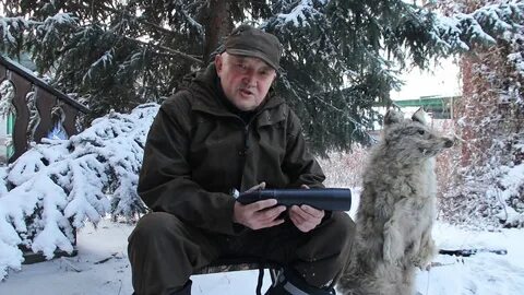 Охота на вабу на волка