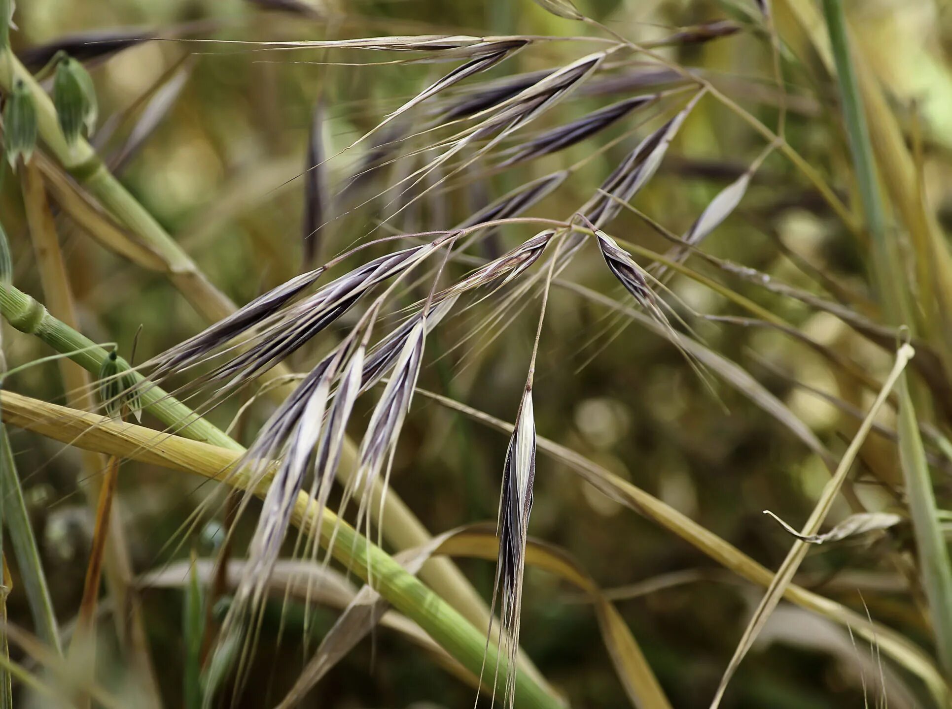 Костер полевой. Anisantha tectorum. Кострец безостый. Кострец безостый Bromus inermis. Anisantha tectorum растение.