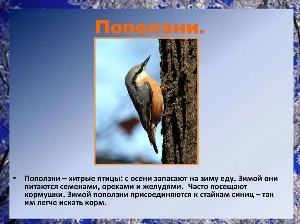 Обыкновенный поползень описание. Поползень приморский. Поползень перелетная или зимующая. Поползень зимует. Поползень перелетная птица или зимующая.